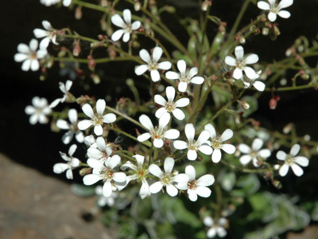 Saxifraga cotyledon / Sassifraga piramidale